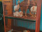একটি দুই তালা খোপের নতুন খাঁচা