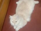 Cat For Sale