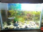 Aquarium Setup with Fish