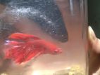 একটি Female Beta Fish এটার কালার লাল এবং বয়স ৮ মাস এর উপরে