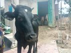 একটি গরু বিক্রি হবে