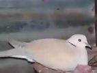 Australian dove for sell