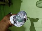 Bird for sell