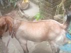 একটি খাশি ছাগল ১৮ মাশ বয়স