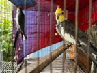 একটি ককাটিয়েল বিক্রি হবে | Single Cockatiels for Sale