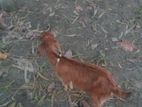 কোরস রাম বাচচা