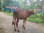 একটি ক্রছ ষাঁড় বাচ্চা ।