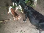 একটি মা ছাগল এবং দুইটি বাচ্চা সহ বিক্রি করা হবে