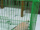 একটি Male ঘুঘু পাখি বিক্রি করা হবে