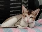 একটি মেয়ে বিড়াল এডাপশন দেওয়া হবে