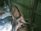 একটি মেয়ে ছাগল বিক্রি করা হবে