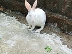 একটি মহিলা খরগোশ সেল করা হবে