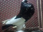 একটি নর মেঘ বাই পোর্টার