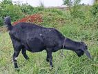 একটি পাঠি ছাগল বিক্রি হবে...