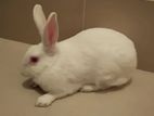 একটি ফিমেল রানিং খরগোশ বিক্রি হবে