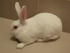 একটি ফিমেল রানিং খরগোশ বিক্রি হবে