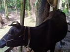 একটি ফ্রিজিয়ান গাভী বীজ দেওয়া গাভিন সরকারি