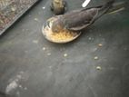 একটি ফুল টেম্প মেল ককাটেল পাখি