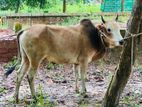 একটি ষাঁড় গরু বিক্রয় হবে