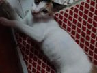 একটি তিন মাস এর বিড়াল বাচ্চা মেয়ে