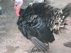 একটি টার্কি