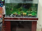 একুরিয়াম Aquarium