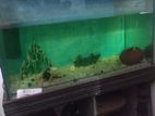 একুরিয়াম বিক্রি করা হবে