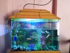 Aqurium with fish for sell