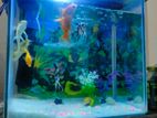একুরিয়াম বিক্রি সাথে ফিস