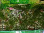 একুরিয়াম সেট আপটি বিক্রি হবে