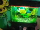 একুরিয়াম টা বিক্রি করা হবে বেশিদিন ইউজ হয় নাই