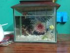 একুরিয়াম (aquarium)