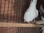 এলবিনো Albino bird