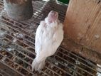 Albino Bird