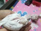 এলবিনো বাচ্চা