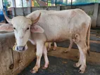এলবিনো (গোলাপি) মহিষ