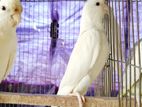 Bird For Sale
