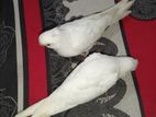 এলবোনিয়ো bird sell