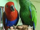 Elects Parrot half team pair