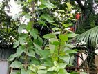 এলিজাবেট বাগান বিলাস