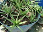 Aloe vera plant