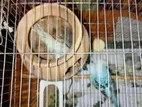 Budgeriger for sale