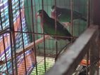 Emerald dove running pair