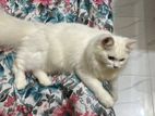 PET FOR SALE