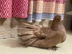 Bird for sale