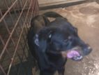 Dog sell