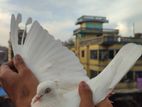 Bird sell