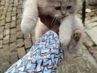 Persian Male Cat