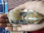 Emergency Rabbits For Sell