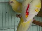 Emergency Ramp parrot, Badrigar, Box